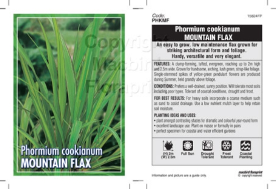 Picture of PHORMIUM COOKIANUM MOUNTAIN FLAX                                                                                                                      