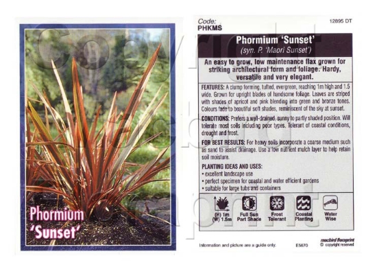 Picture of PHORMIUM SUNSET SYN P MAORI SUNSET                                                                                                                    