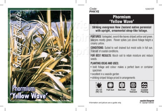 Picture of PHORMIUM YELLOW WAVE                                                                                                                                  