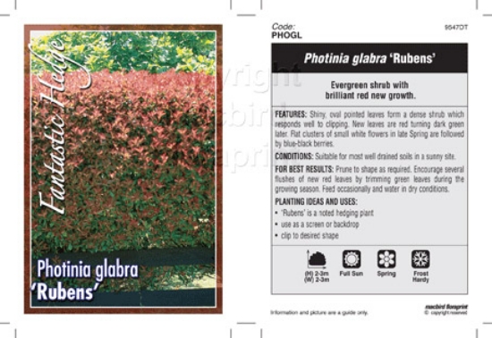 Picture of PHOTINIA GLABRA RUBENS                                                                                                                                