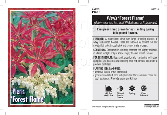 Picture of PIERIS FOREST FLAME                                                                                                                                   