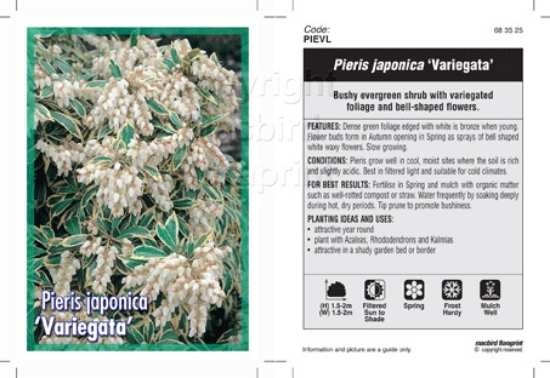 Picture of PIERIS JAPONICA VARIEGATA                                                                                                                             
