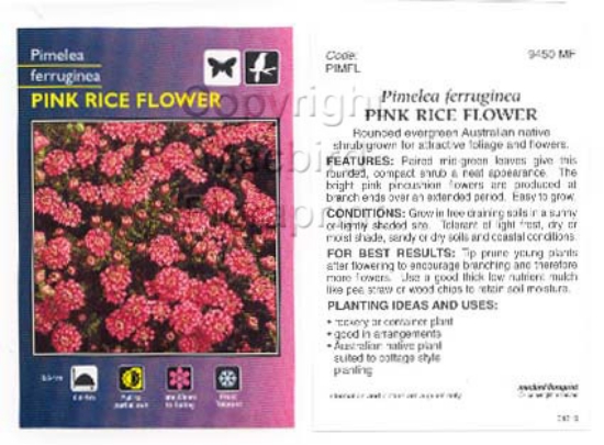 Picture of PIMELEA FERRUGINEA                                                                                                                                    