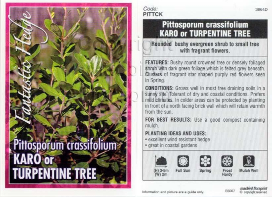 Picture of PITTOSPORUM CRASSIFOLIUM KARO                                                                                                                         