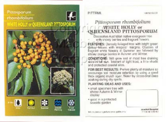 Picture of AURANTICARPA RHOMBIFOLIA WHITE HOLLY                                                                                                                  