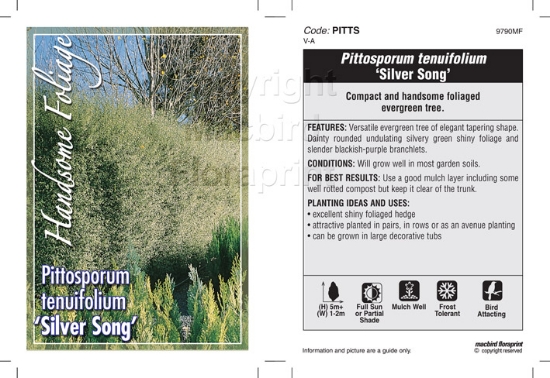 Picture of PITTOSPORUM TENUIFOLIUM SILVER SONG                                                                                                                   