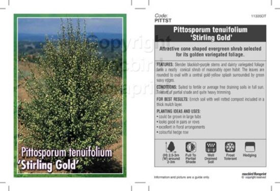 Picture of PITTOSPORUM TENUIFOLIUM STIRLING GOLD                                                                                                                 