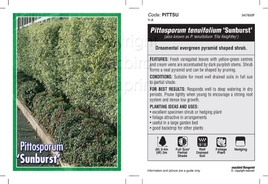 Picture of PITTOSPORUM SUNBURST                                                                                                                                  