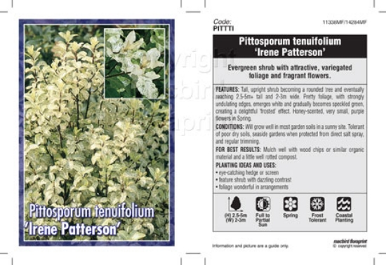 Picture of PITTOSPORUM TENUIFOLIUM IRENE PATTERSON                                                                                                               