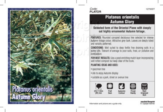 Picture of PLATANUS ORIENTALIS                                                                                                                                   
