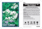 Picture of **PLUMBAGO AURICULATA VAR ALBA WHITE                                                                                                                  