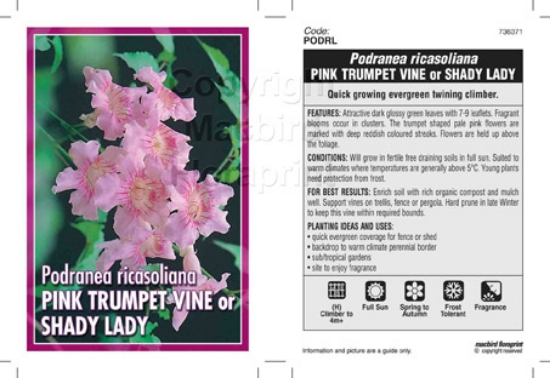 Picture of PODRANEA RICASOLIANA PINK TRUMPET VINE                                                                                                                