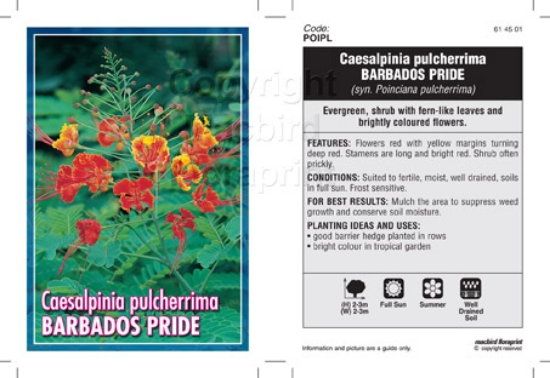 Picture of CAESALPINIA PULCHERRIMA BARBADOS PRIDE                                                                                                                