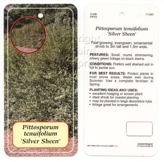 Picture of PITTOSPORUM TENUIFOLIUM SILVER SHEEN (JUMBO TAG)                                                                                                      