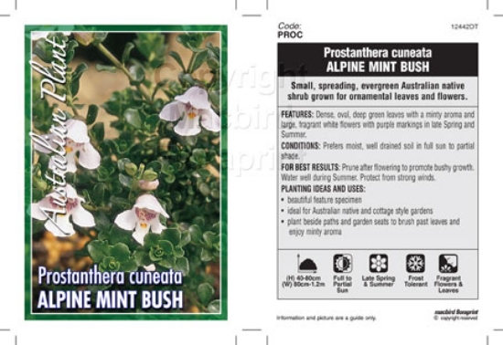 Picture of PROSTANTHERA CUNEATA ALPINE MINT BUSH                                                                                                                 