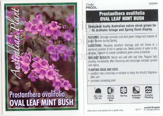 Picture of PROSTANTHERA OVALIFOLIA                                                                                                                               