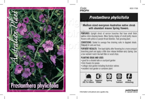 Picture of PROSTANTHERA PHYLICIFOLIA                                                                                                                             