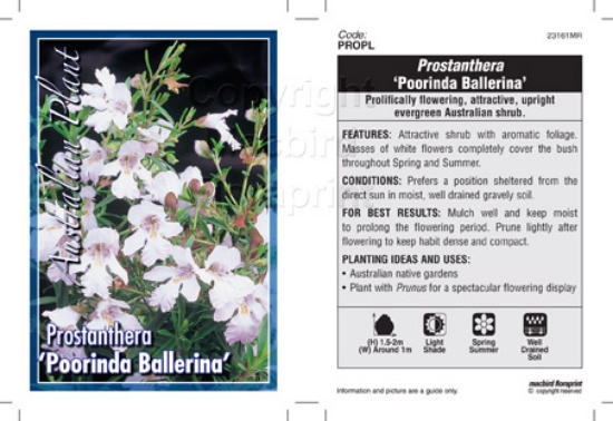 Picture of PROSTANTHERA POORINDA BALLERINA                                                                                                                       