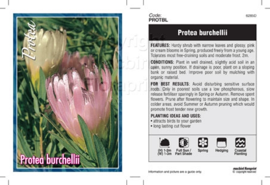 Picture of PROTEA BURCHELLII                                                                                                                                     