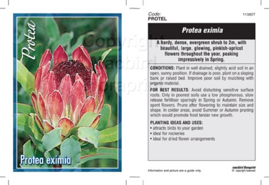 Picture of PROTEA EXIMIA                                                                                                                                         