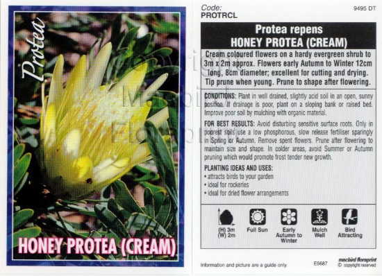 Picture of PROTEA REPENS HONEY PROTEA CREAM                                                                                                                      