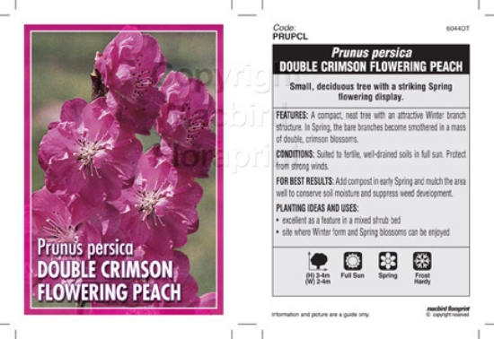 Picture of PRUNUS PERSICA DOUBLE CRIMSON FLOWERING PEACH                                                                                                         