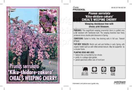 Picture of PRUNUS SERRULATA KIKU-SHIDARE ZAKURA CHEALS                                                                                                           