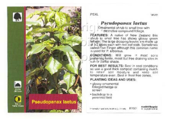 Picture of HOUSEPLANT PSEUDOPANAX LAETUS                                                                                                                         
