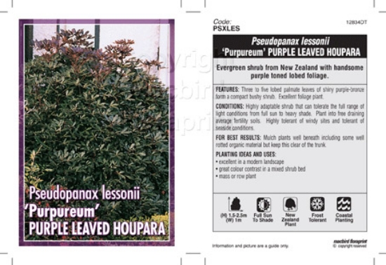 Picture of HOUSEPLANT PSEUDOPANAX LESSONII PURPUREUM PURPLE HOUPARA                                                                                              