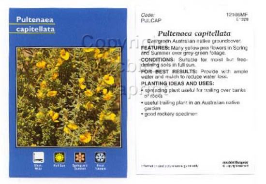 Picture of PULTENAEA CAPITELLATA                                                                                                                                 