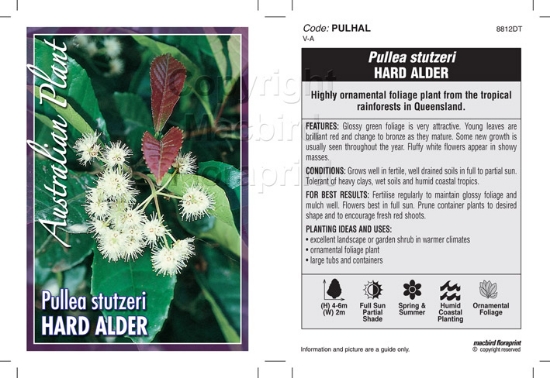 Picture of PULLEA STUTZERI HARD ALDER                                                                                                                            