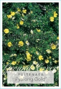 Picture of PULTENAEA PENDUNCULATA PYALONG GOLD                                                                                                                   