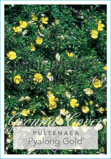 Picture of PULTENAEA PENDUNCULATA PYALONG GOLD                                                                                                                   