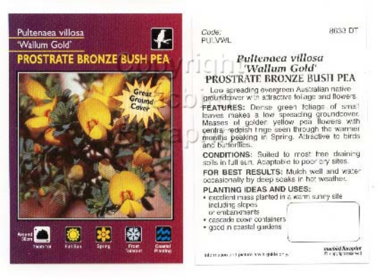 Picture of PULTENAEA VILLOSA WALLUM GOLD                                                                                                                         