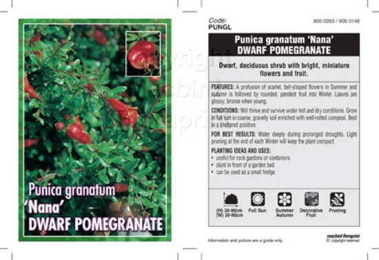 Picture of PUNICA GRANATUM NANA                                                                                                                                  