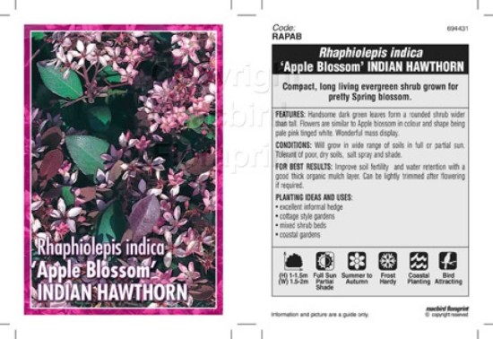 Picture of RHAPHIOLEPIS APPLE BLOSSOM                                                                                                                            