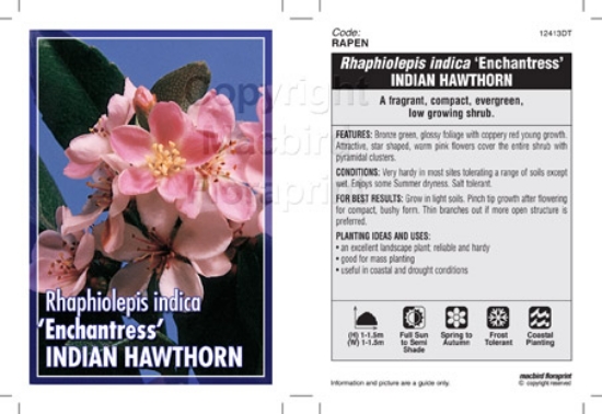Picture of RHAPHIOLEPIS ENCHANTRESS INDIAN HAWTHORN                                                                                                              