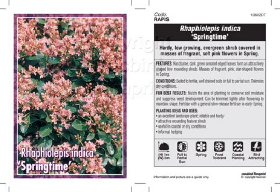 Picture of RHAPHIOLEPIS INDICA SPRINGTIME                                                                                                                        