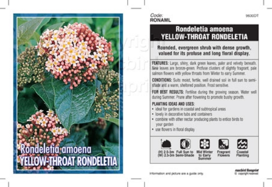 Picture of RONDELETIA AMOENA YELLOW THROAT                                                                                                                       