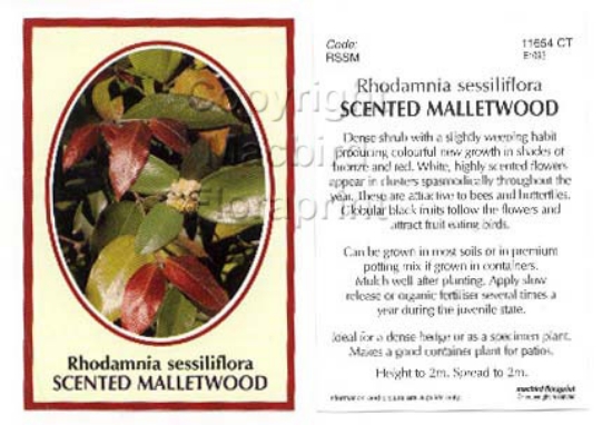 Picture of RHODAMNIA SESSILIFLORA SCENTED MALLETWOOD                                                                                                             