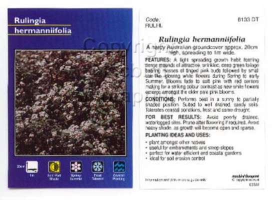 Picture of RULINGIA HERMANNIIFOLIA                                                                                                                               