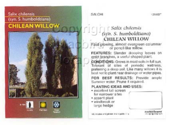 Picture of SALIX CHILENSIS CHILEAN WILLOW                                                                                                                        