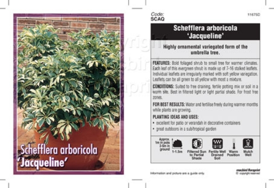 Picture of HOUSEPLANT SCHEFFLERA ARBORICOLA JACQULINE                                                                                                            