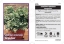 Picture of HOUSEPLANT SCHEFFLERA ARBORICOLA JACQULINE                                                                                                            