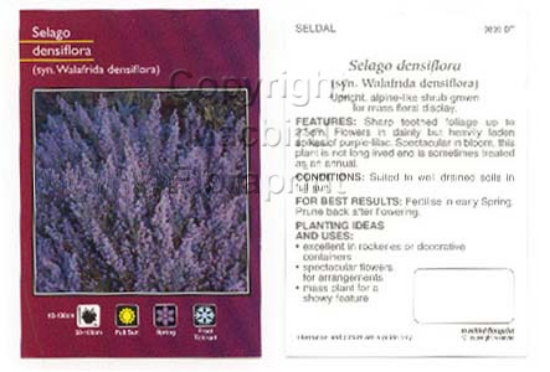 Picture of SELAGO DENSIFLORA SYN WALAFRIDA DENSIFLORA                                                                                                            