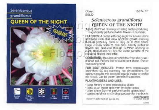 Picture of CACTUS SELENICEREUS GRANDIFLORUS QUEEN OF THE NIGHT                                                                                                   