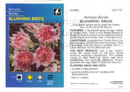 Picture of SERRURIA FLORIDA BLUSHING BRIDE                                                                                                                       