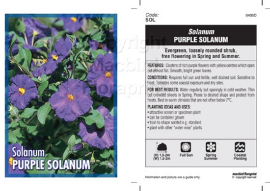 Picture of SOLANUM PURPLE SOLANUM                                                                                                                                