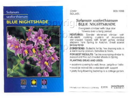 Picture of SOLANUM SEAFORTHIANUM                                                                                                                                 