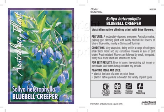 Picture of SOLLYA HETEROPHYLLA BLUE                                                                                                                              